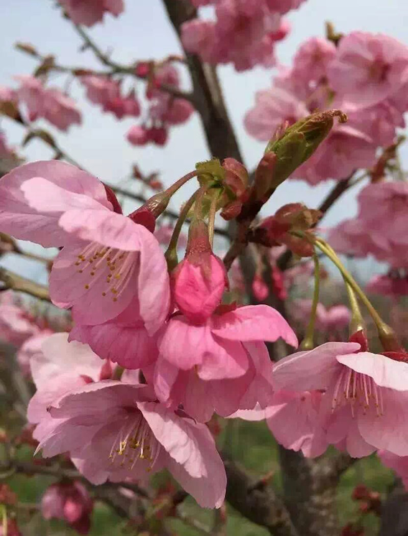 陽光櫻花