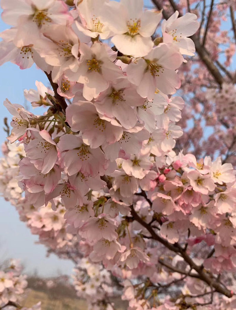 江戶彼岸櫻花