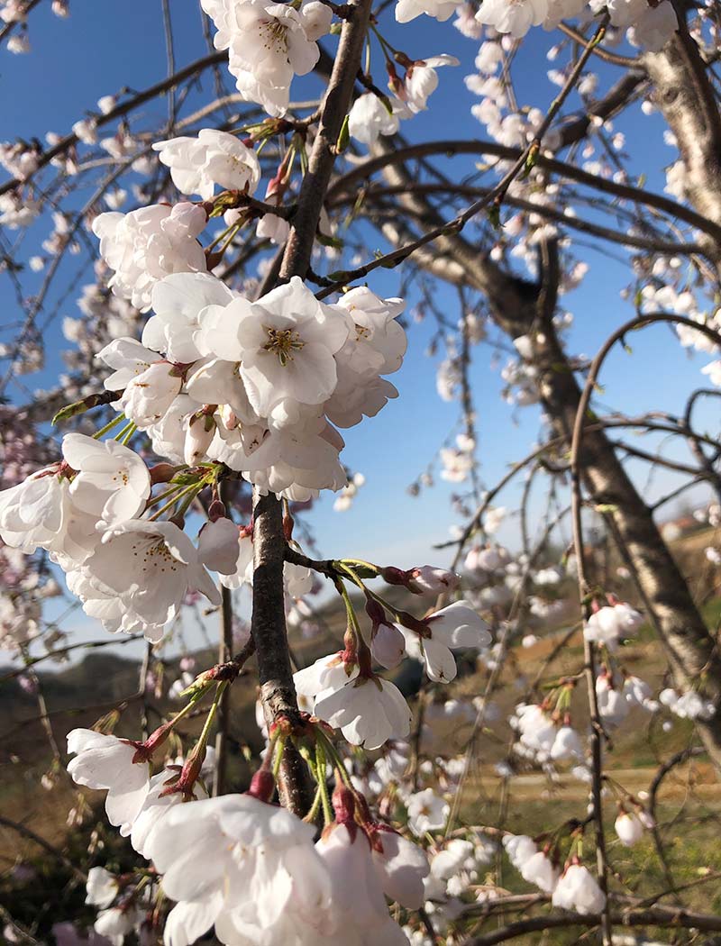 吉野枝垂櫻花